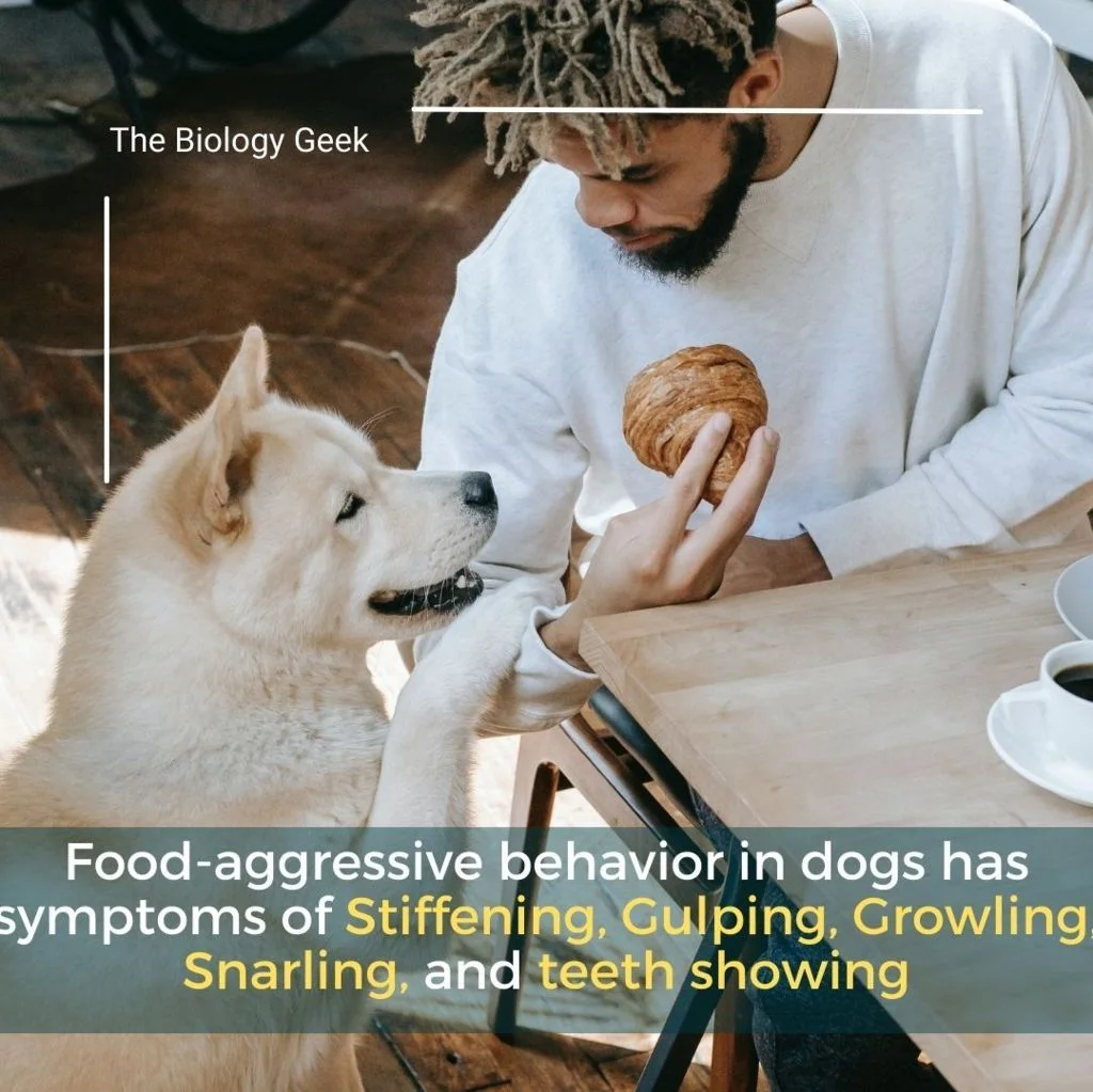 Step to stop food aggresssion in dog